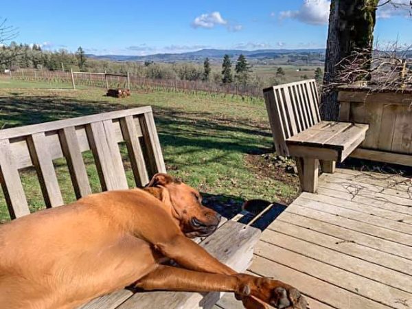 Carlton Vineyard Wines' Walker the vineyard dog